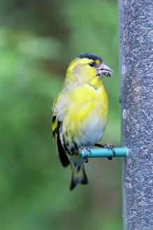 Siskins: Siskin - male on niger seed feeder