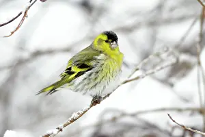 Siskins: Siskin - male perched on snow covered branch