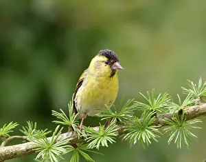 Siskins: Siskin - Male on spruce