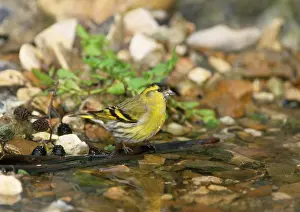 Siskins: Siskin - male at water stream