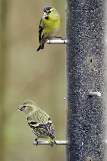 Spinus: Siskin - on niger seed feeder