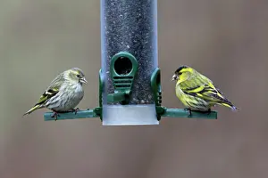 Spinus: Siskin - pair at seed feeding station