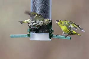 Squabbling: Siskin - pair squabbling at seed feeding station