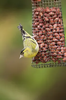 Siskins: Siskin - on a peanut feeder