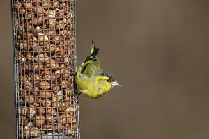 Feeders: Siskin - Peanut Feeder - Scotland - UK