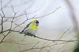 Siskins: Siskin - perched on branch