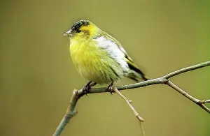 Siskins: Siskin - Perched on branch