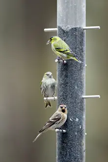 Spinus: Siskin and Redpoll (Carduelis flammea) - on niger