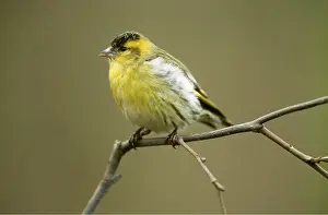 Siskin: SISKIN - SITTING ON BRANCH
