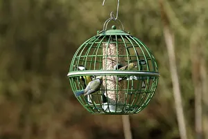 Proof: Siskin & Tits on squirrel proof globe bird feeder