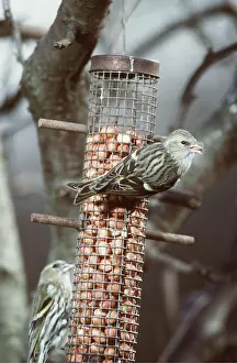 Feeders: Siskins - At Bird Feeder