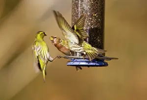 Siskins: Siskins and Redpoll (Carduelis flammea) at feeder