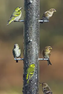 Siskins: Siskins and Redpolls (Carduelis flammea) at Niger