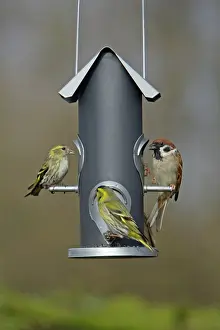 Siskins: Siskins and Tree Sparrow (Passer montanus) - at