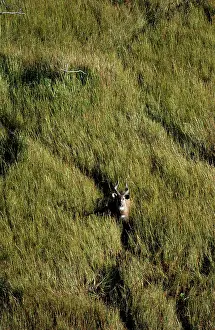 Spekei: Sitatunga - Aerial view of Sitatunga standing looking up