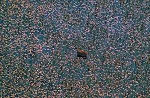 Plentiful: Sitatunga - feeding amongst lagoon of lilies. Sitatunga