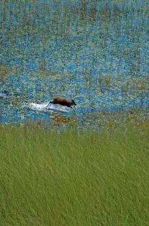 Hooves: Sitatunga - A male sitatunga runs through a marsh