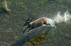 Spekei: SITATUNGA / Marsh Buck- Aerial view of Sitatunga running