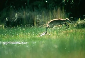 Spekei: SITATUNGA / Marsh Buck - female leaping through water