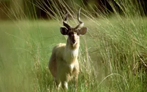Spekei: SITATUNGA / Marsh Buck - Male