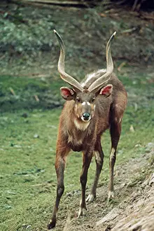 Sitatunga: SITATUNGA / Marsh Buck - male