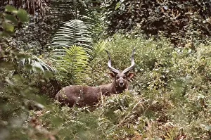 Sitatunga: SITATUNGA / Marsh Buck - male, amongst foliage