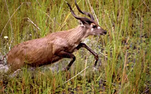 Spekei: SITATUNGA / Marsh Buck - Male running through marshes