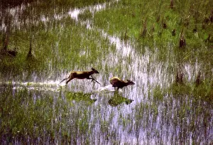 Spekei: SITATUNGA / Marsh Buck - Running through wetland marshes