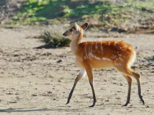 Sitatunga: Sitatunga / Marshbuck - female