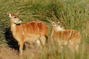 Sitatunga: Sitatunga / Marshbuck - female and fawn - in swamp