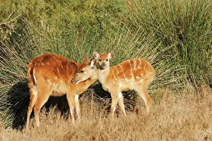 Sitatunga: Sitatunga / Marshbuck - female and fawn - in swamp