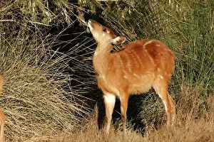 Sitatunga: Sitatunga / Marshbuck - female feeding