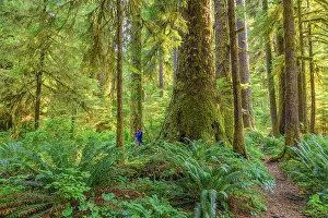 Coniferales: Sitka Spruce (Picea sitchensis) in the rainforest