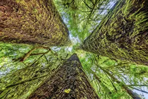 Coniferales: Sitka spruce (Picea sitchensis) in the rainforest
