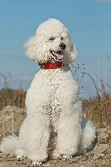 Poodle: Sitting big white poodle, giant poodle