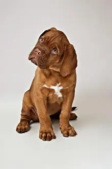 Completely: Sitting Bordeaux Mastiff or French Mastiff puppy