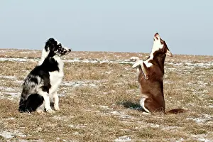 Completely: Sitting Border Collie and a Lapinporokoira standing