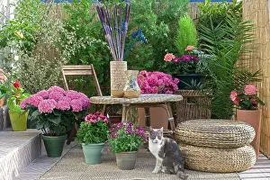 Tables: Sitting cat on a flowered garden terrace