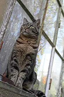 Greenhouses: Sitting cat in front of a garden greenhouse
