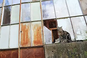 Greenhouses: Sitting cat in front of a garden greenhouse