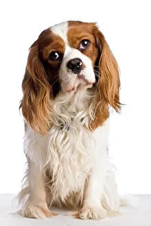 Gaze: A sitting Cavalier King Charles Spaniel dog