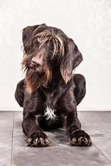 Tiles: Sitting German Wirehaired Pointer, Germany, Europe
