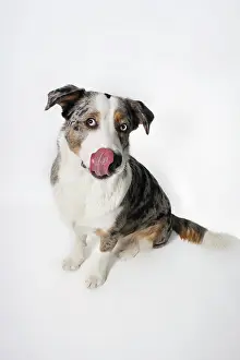 Away: Sitting mixed-breed dog licking nose