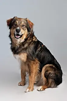 Internal: Sitting mongrel
