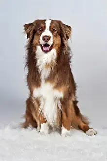 Blankets: Sitting red-merle-colored Australian Shepherd