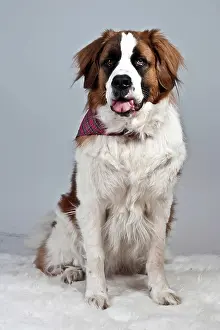 Blankets: Sitting Saint Bernard dog