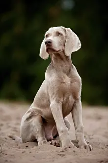 Weimaraner: Sitting Weimaraner puppy