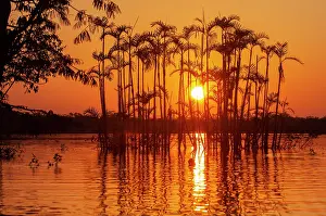 Palm: Situated right on the equator in the Amazon rainforest