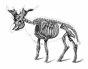 Beast: Sivatherium, Cenozoic Mammal