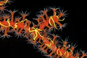 Ampat: Six-arm Brittle Stars